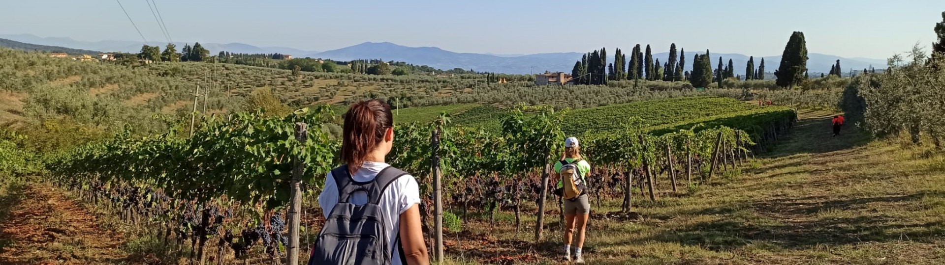 Vigne del Chianti