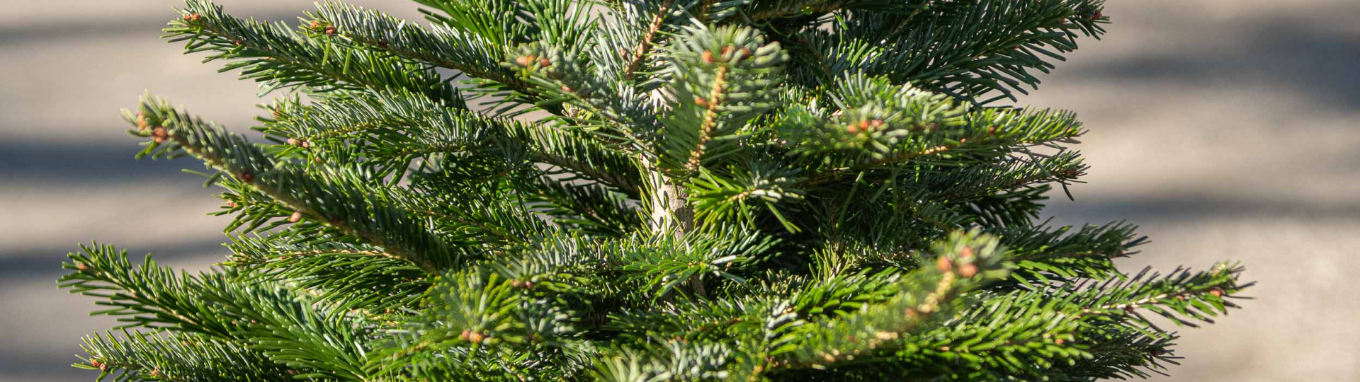 Albero di natale