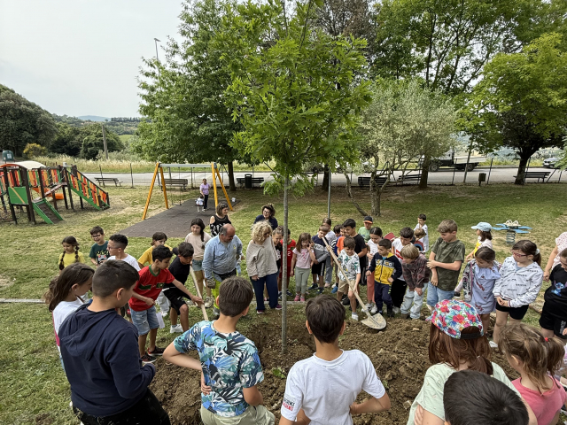 Piantagione di alberi