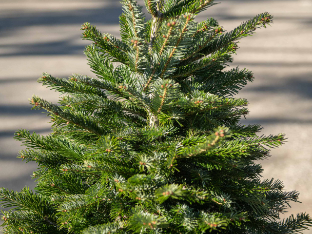 Albero di natale